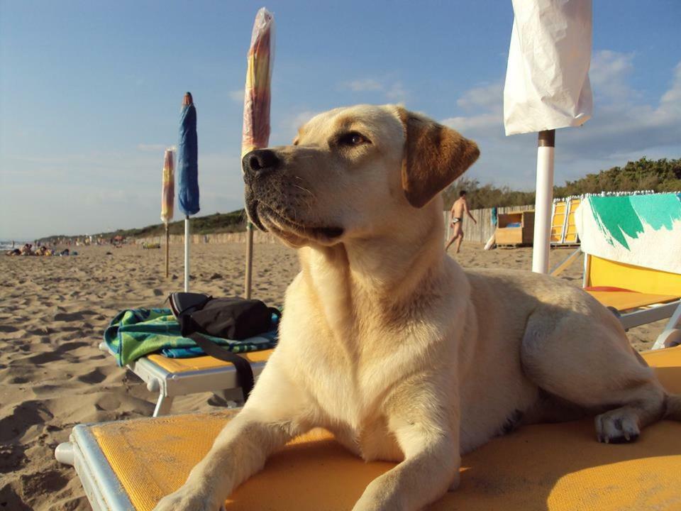 Dolce Vita Campiglia Marittima Kültér fotó