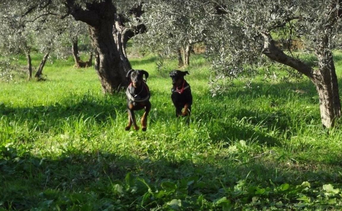 Dolce Vita Campiglia Marittima Kültér fotó